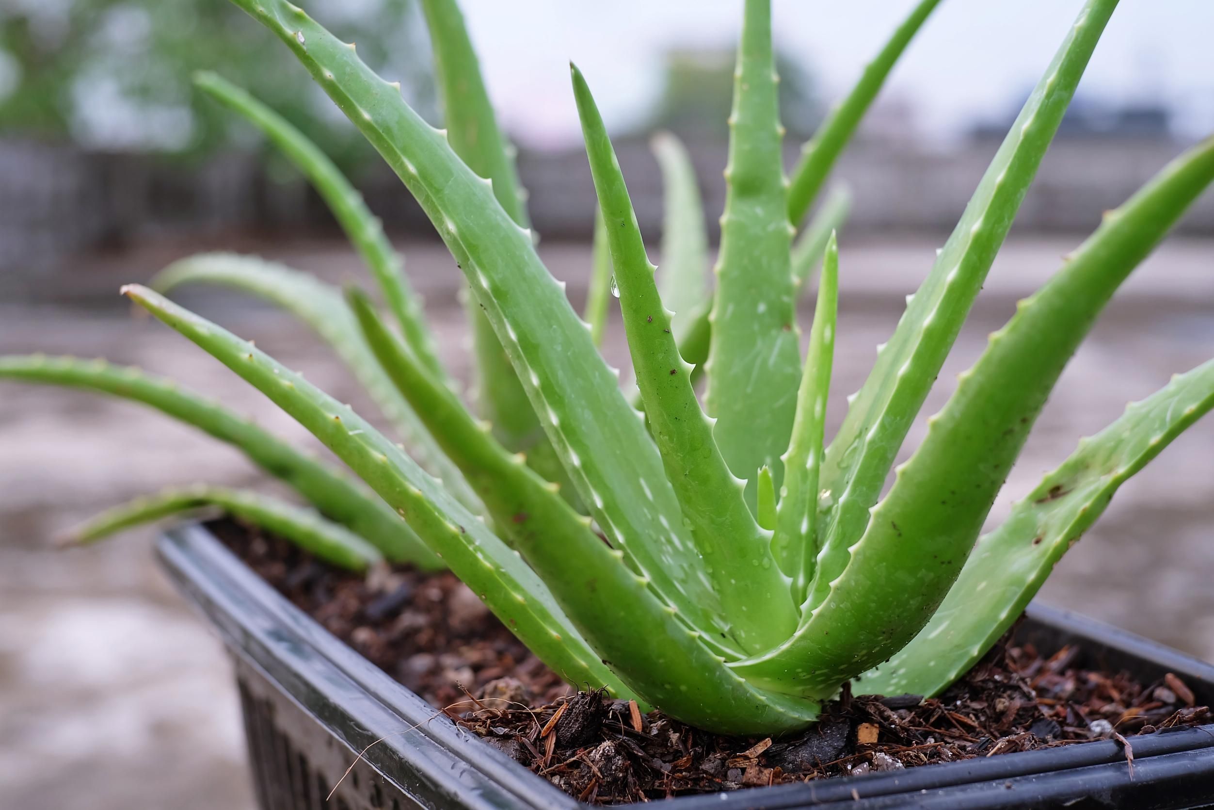 Aloe Vera journey moment 2