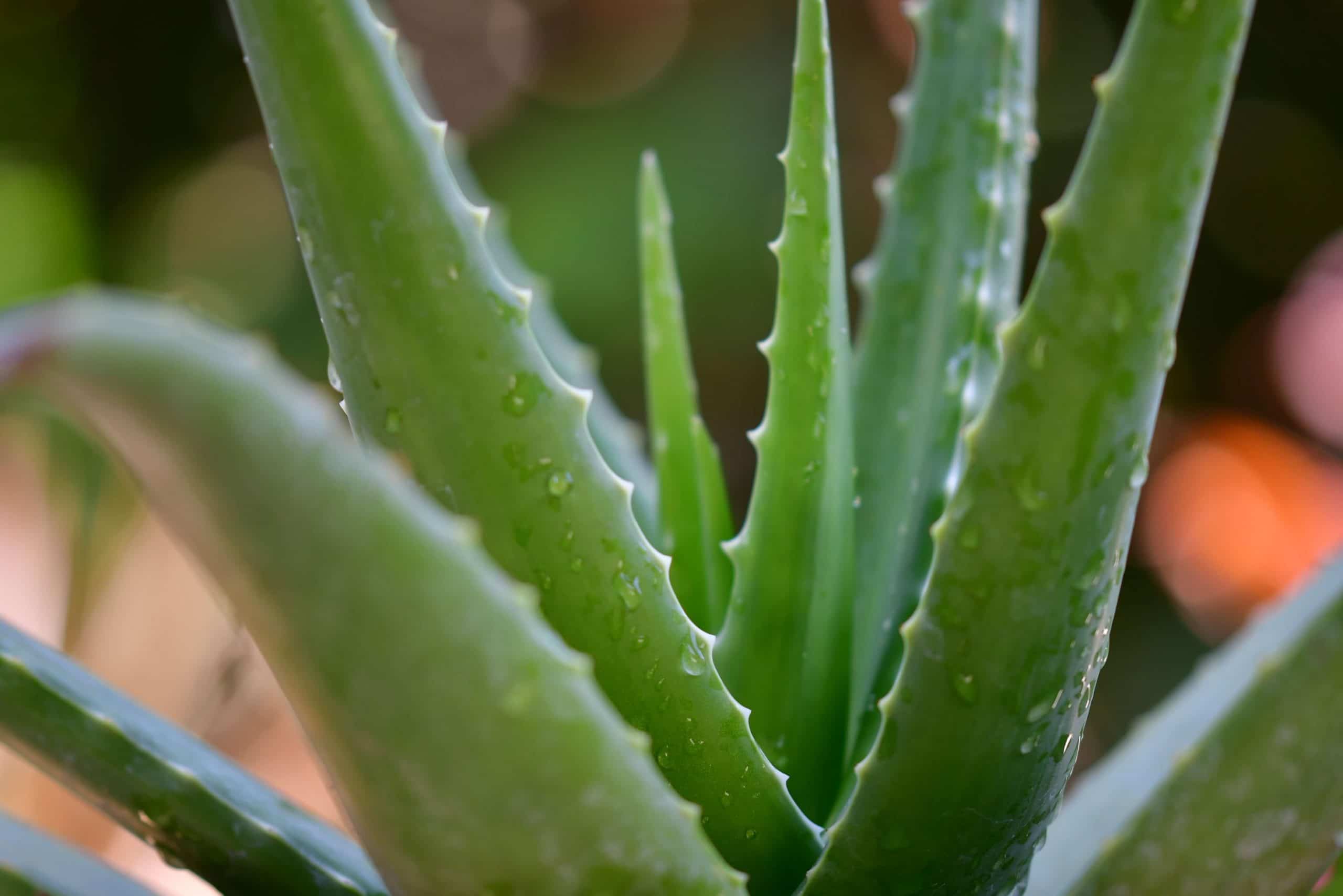 Aloe Vera journey moment 1
